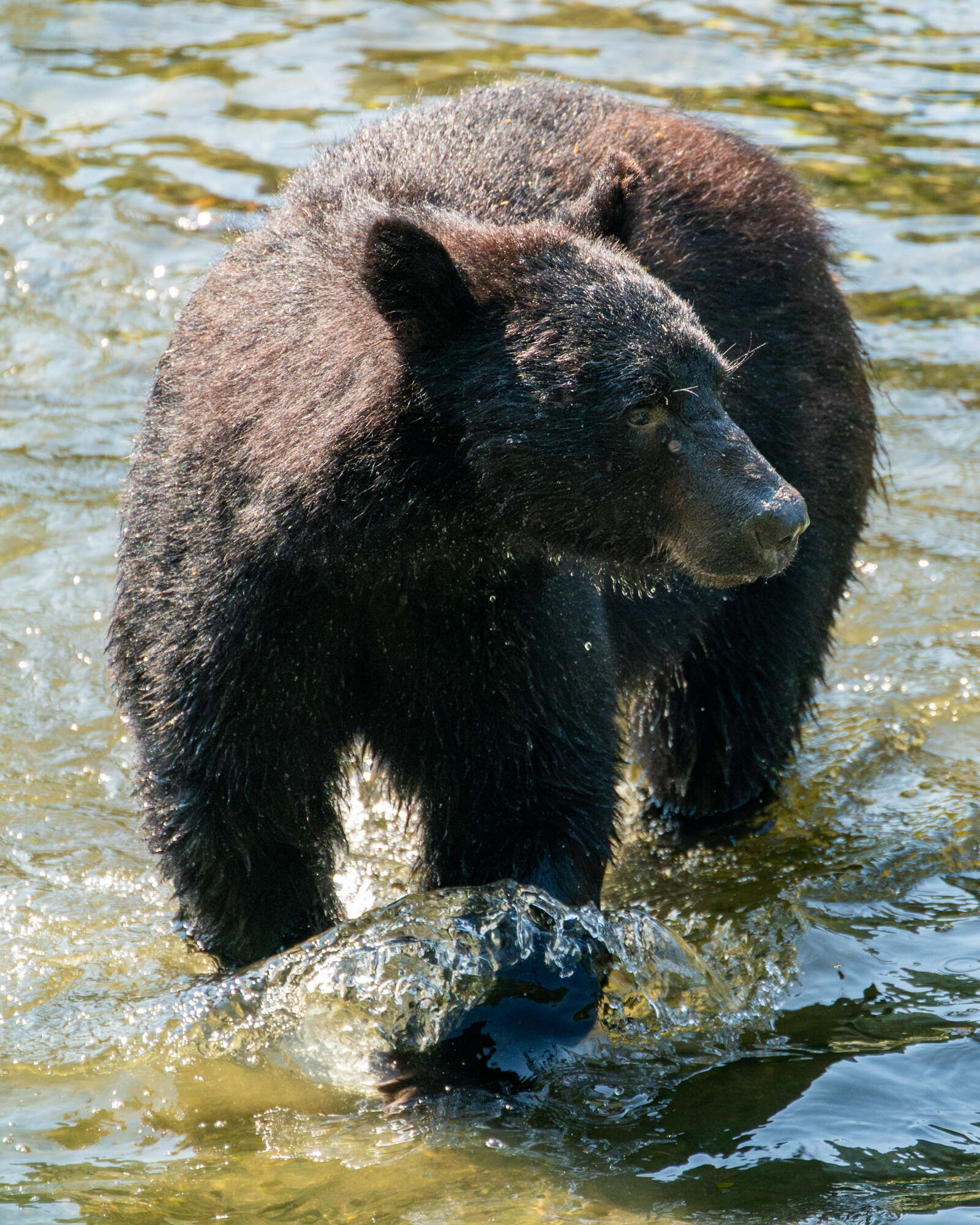 Ketchikan salmon run